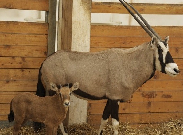 Ritka antilop született Állatparkunkban!