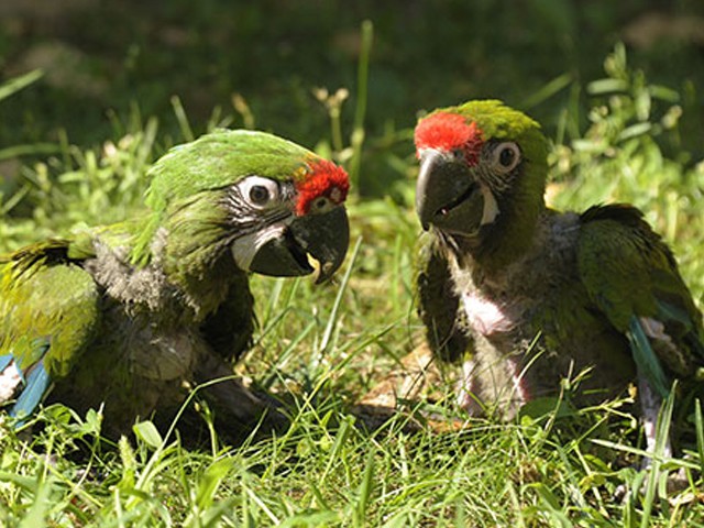 Különleges szaporulat Állatparkunkban!