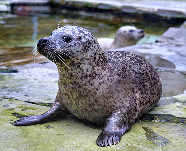 Nyíregyházi segítség határmenti állatkerteknek
