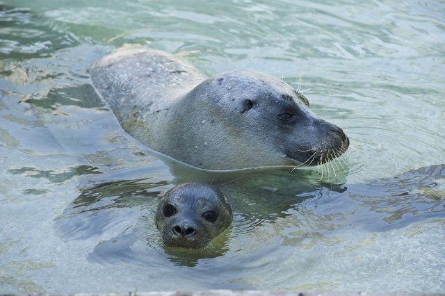 Adj nevet a bébi fókának!