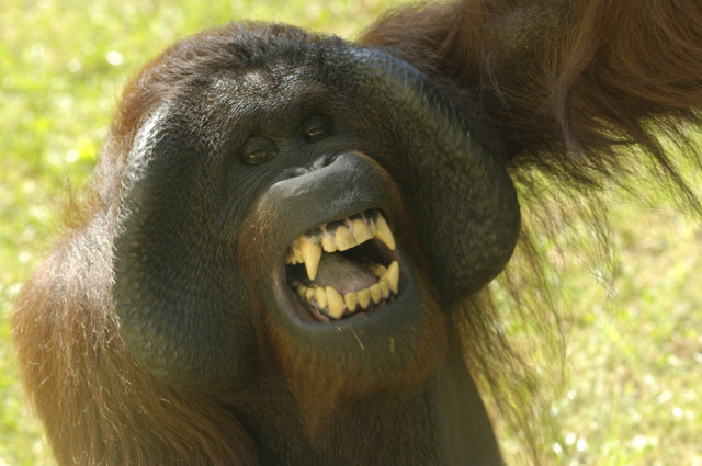 Ma van az Orangutánok Világnapja!