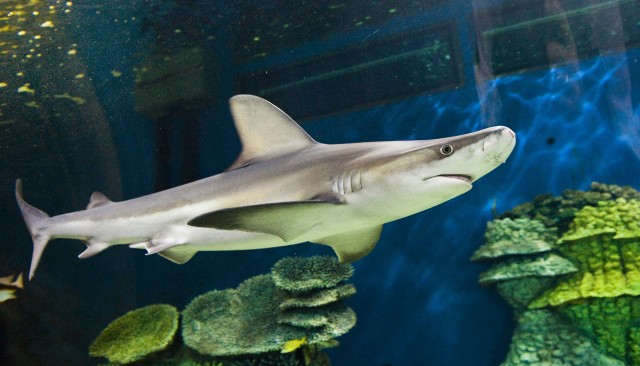 Száz új hal, köztük két cápa - egy homoki tigriscápa és egy barnacápa érkezett Hollandiából Állatparkunk  Ócenáriumába.