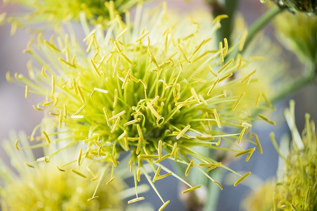 Halálában virágzó növény a Nyíregyházi Állatparkban!