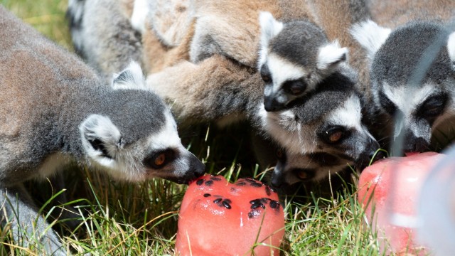 Hőség elleni védekezés Állatparkunkban