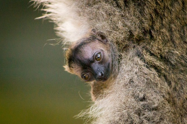 Sárgaszakállas maki született Állatparkunkban
