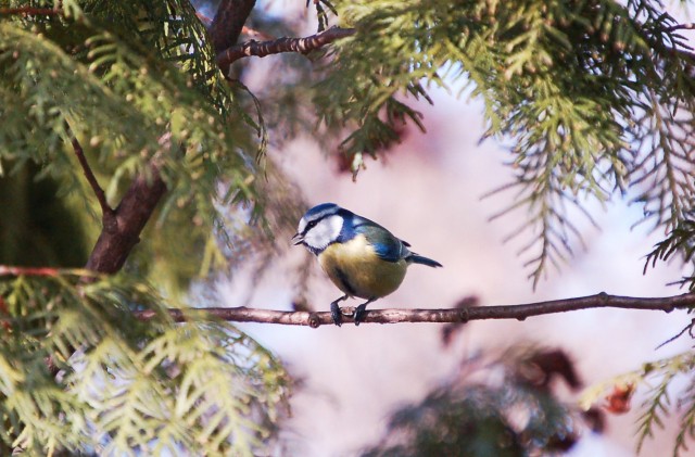 Védjük kertünk madarait