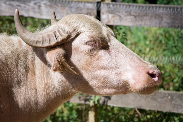 Állatparkunkban nemcsak egzotikus állatokat lehet megtekinteni, hanem a Kárpát-medence háziasított élőlényeit is megismerhetik a Parasztudvarba látogatók.