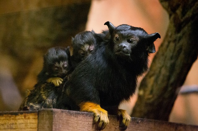 Aranykezű tamarin ikrek születtek Állatparkunkban