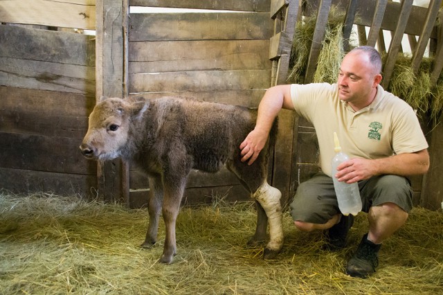 Számba vettük a 2018-as állatkölyköket