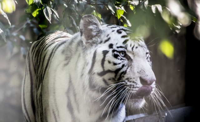 Segíts, hogy a Nyíregyházi Állatpark legyen az Év Turisztikai Attrakciója! 