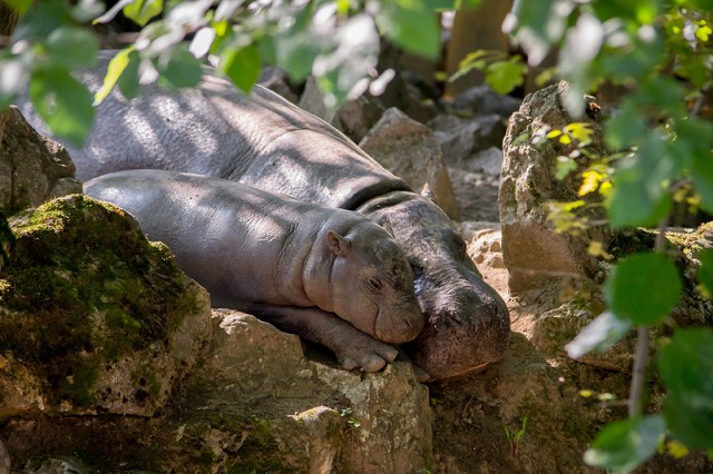 Fél éves lett Állatparkunk törpevízilova