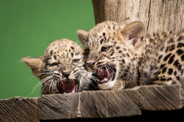 Már láthatók a perzsa leopárd ikrek