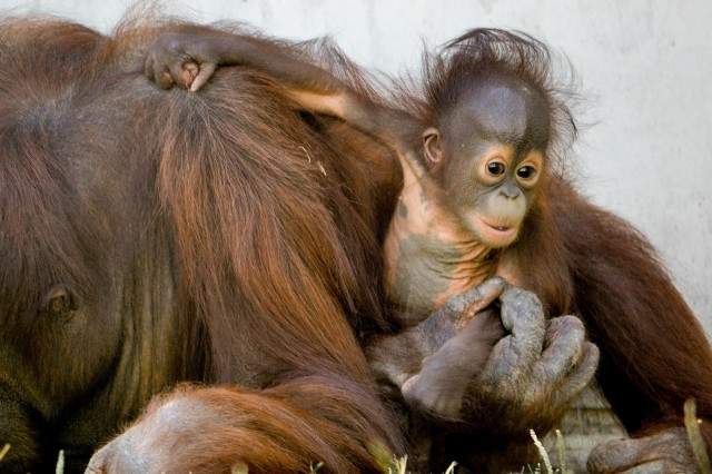 Bőséges volt a szaporulat a 2013-as esztendőben, 63 faj 250 egyede született Állatparkunkban!