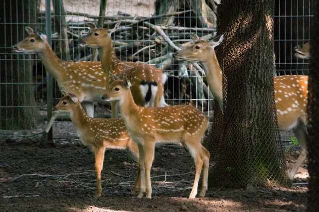 A természetben már kipusztult vietnami szikaszarvasok szaporodtak