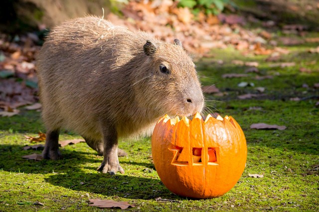 A legjobb hazai állatkert a mienk