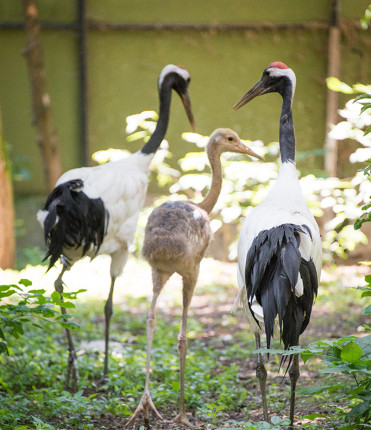 Már a látogatóink is megtekinthetik az 5 hetes mandzsu darut.