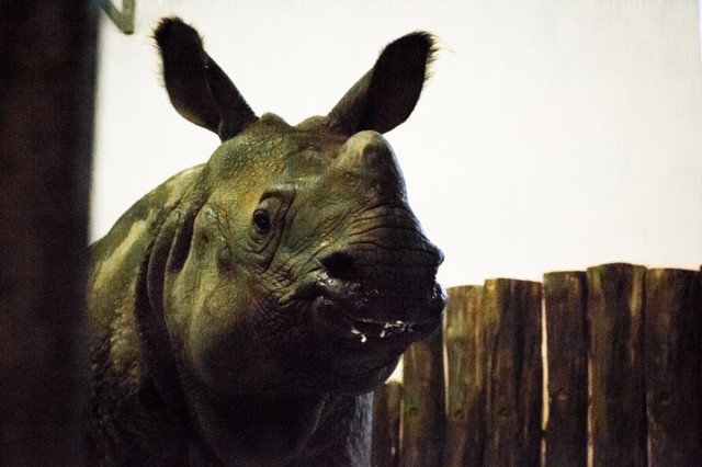 Több tonnás menyasszony érkezett hozzánk!