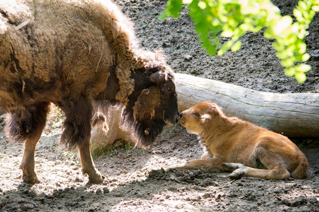 Amerikai bölények született Állatparkunkban
