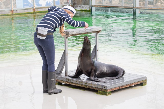 Új kaliforniai oroszlánfóka érkezett Állatparkunkba