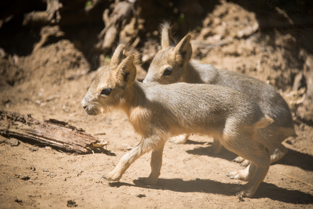 Kis nagy marák születtek Állatparkunkban