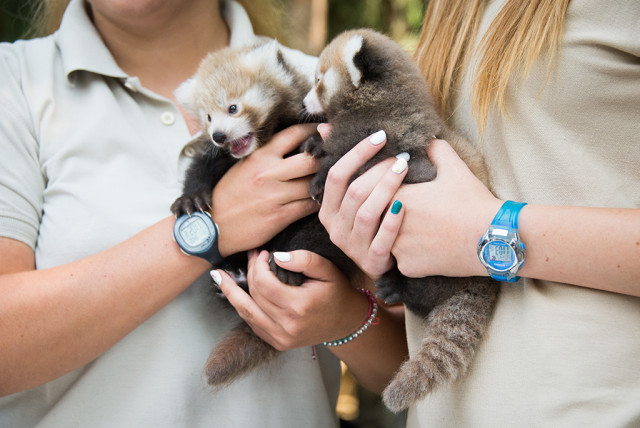 Szinte nincsen hét, hogy ne számolnánk be valamelyik állatcsaládunk sikeres szaporulatáról.