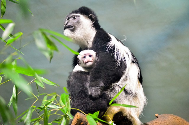 Zászlósfarkú gereza született Állatparkunkban