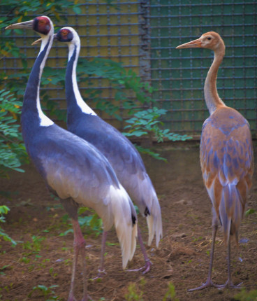 Már szülőnyi nagyságú lett parkunk amuri daru fiókája