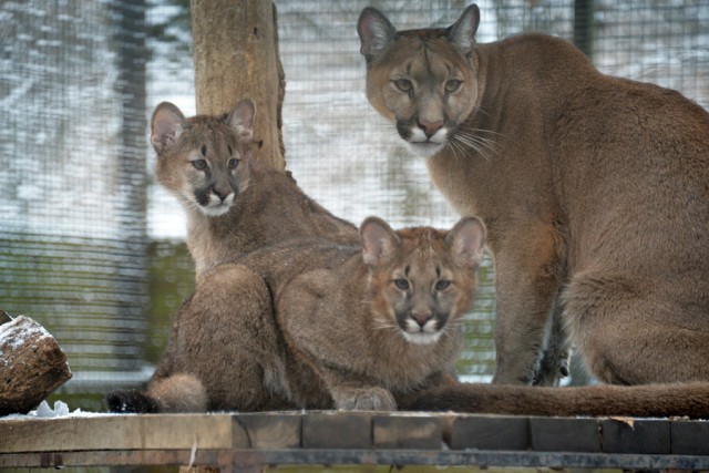 5 hónaposak lettek a puma ikrek