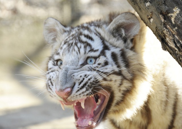 Bemutatkoznak a fehér tigriskölykök