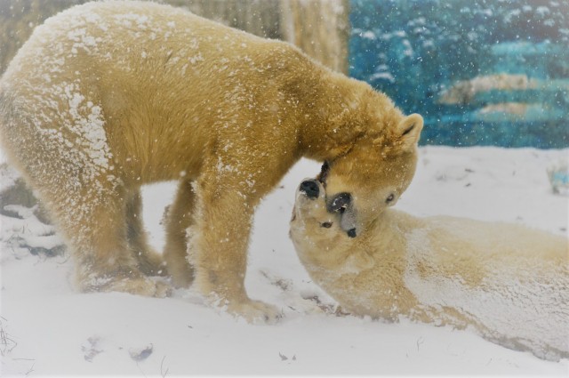 Ma van a Jegesmedvék Nemzetközi Világnapja!