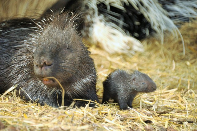Tarajos sül bébi született