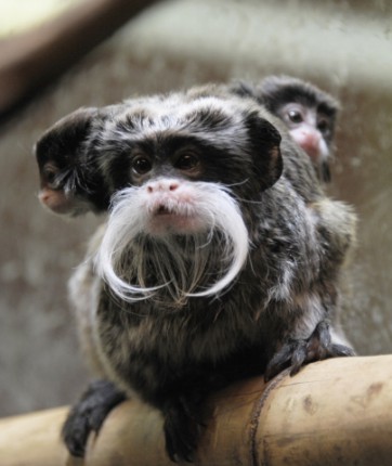 Császárbajszú tamarin ikrek születtek