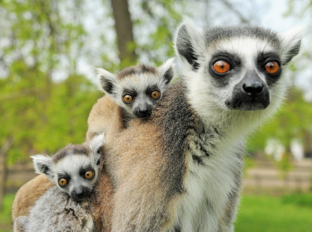 Nincs tavasz maki szaporulat nélkül