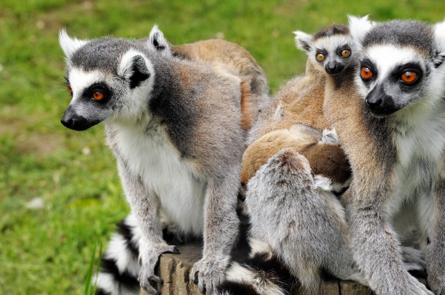 Gyűrűsfarkú maki bébik születtek!