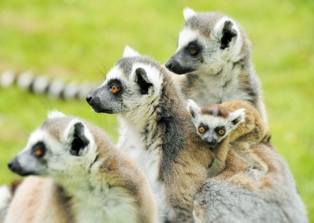 Újabb maki kölykök születtek