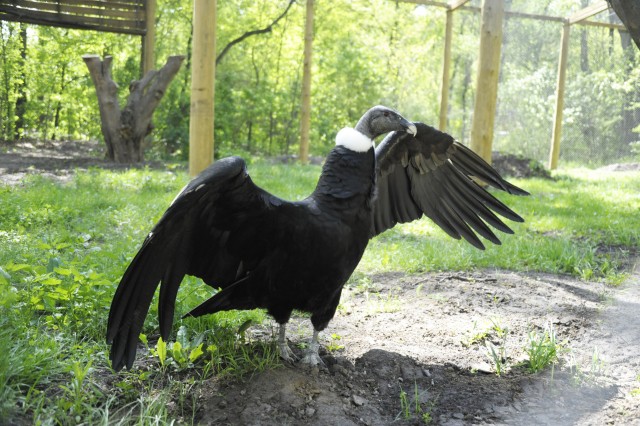 Kondorkeselyű érkezett Állatparkunkba!
