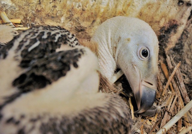 Kritikusan veszélyeztetett keselyűfaj,  karvalykeselyű neveli fiókáját Állatparkunkban