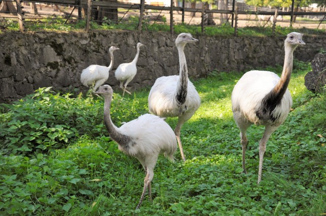 Különleges színváltozatú futómadarak keltek ki!