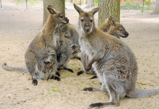 Bébi bumm az Állatparkban