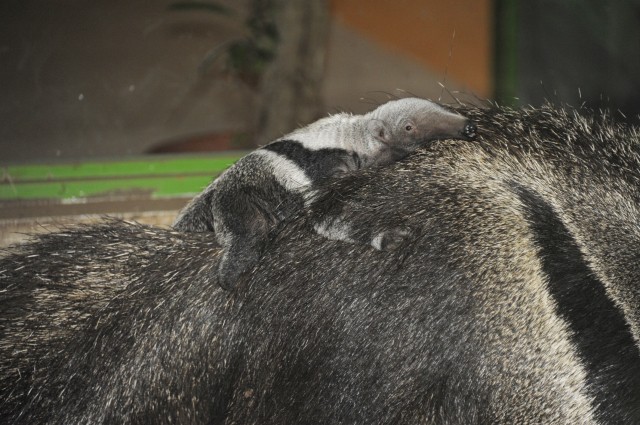 Újabb ritka állat született Nyíregyházán 
