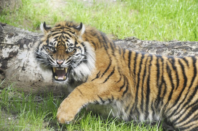 Feleség érkezett a kihalástól közvetlenül veszélyeztetett tigrisalfajunkhoz!