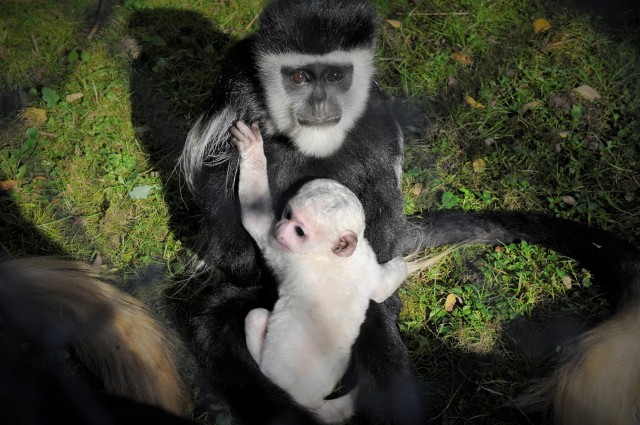 Már a nagyközönség is láthatja az egy hete született gereza kölyköt Állatparkunkban.  