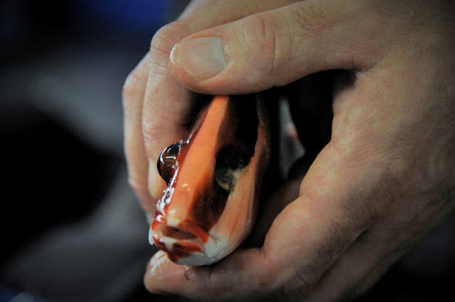 Életmentő műtét egy tengeri halon!