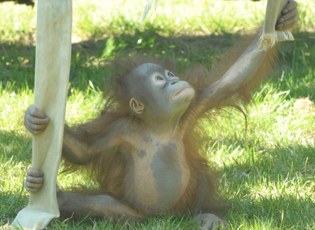 1 éves lett az első  Magyarországon született borneói orangután! 