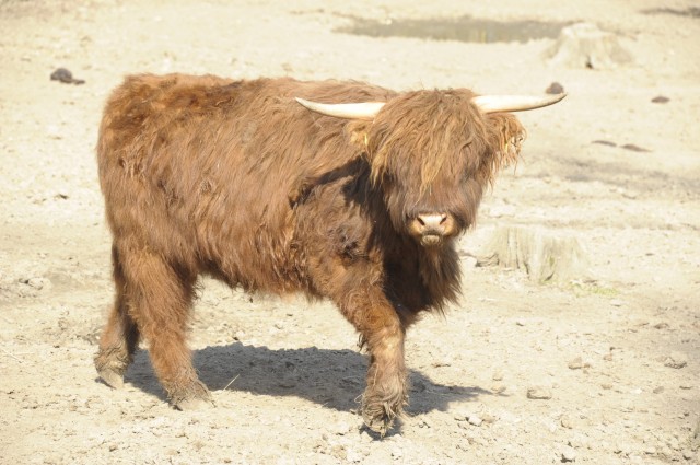 Borzas marhák az Állatparkban! 
