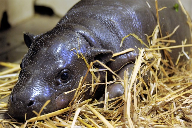Újabb zoológiai szenzáció!