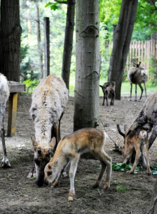 1 hét alatt 5 rénszarvas borjú látott napvilágot