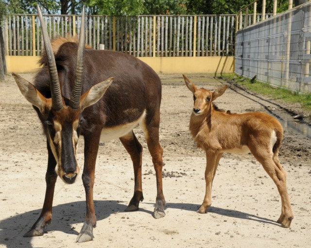 Fekete lóantilop született Állatparkunkban 