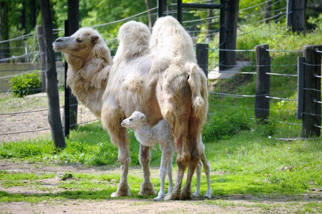 Újabb fehér teve született