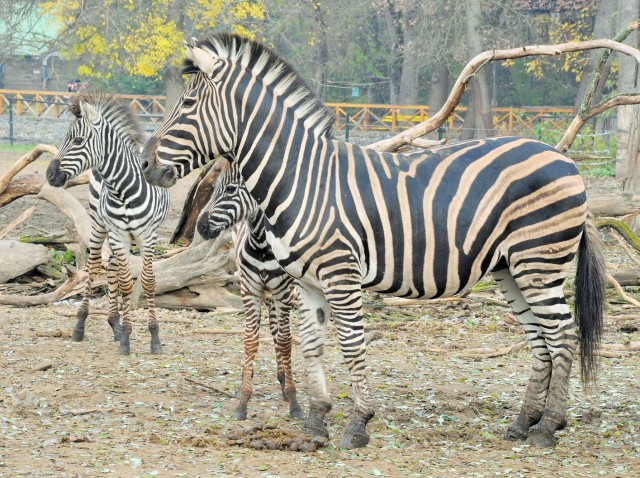 Újabb patással gyarapodott a fekete kontinens patásait bemutató kifutórendszer 